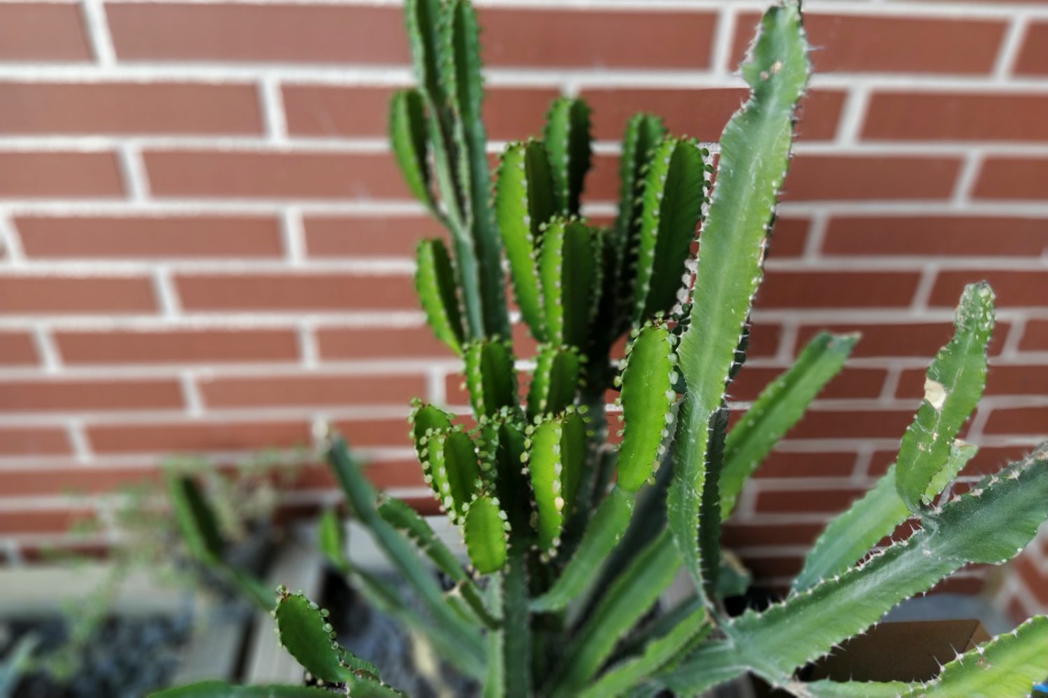 revision xiaomi mi a3 modo retrato 5