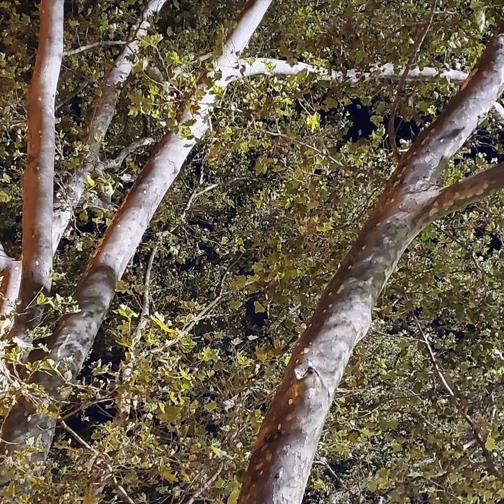 revision samsung galaxy note 10 plus camera sample 19