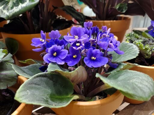 pixel 4 4xl primeras impresiones 20191021 143100 preview