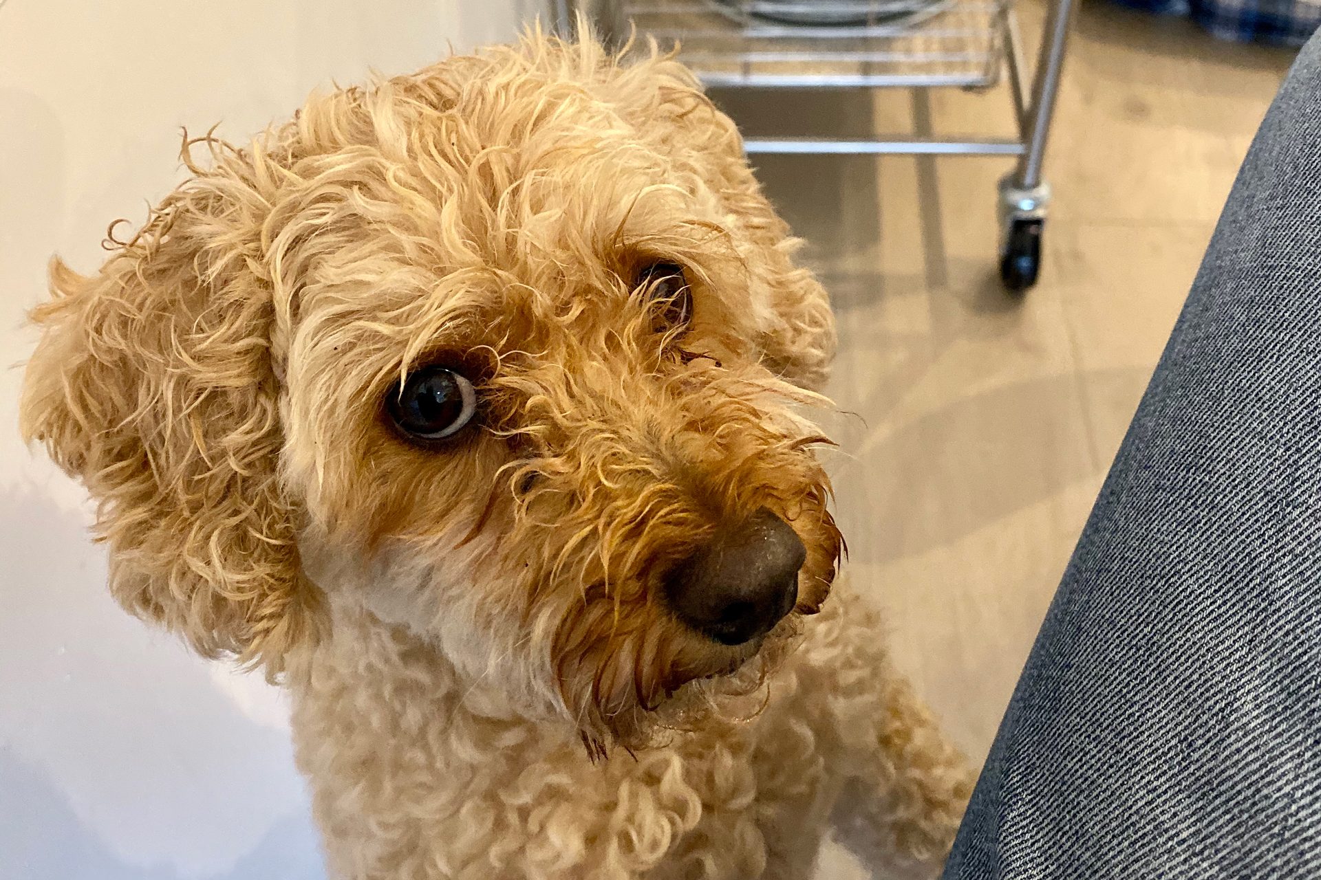 iphone 11 pro ventajas desventajas example photo dtes 1