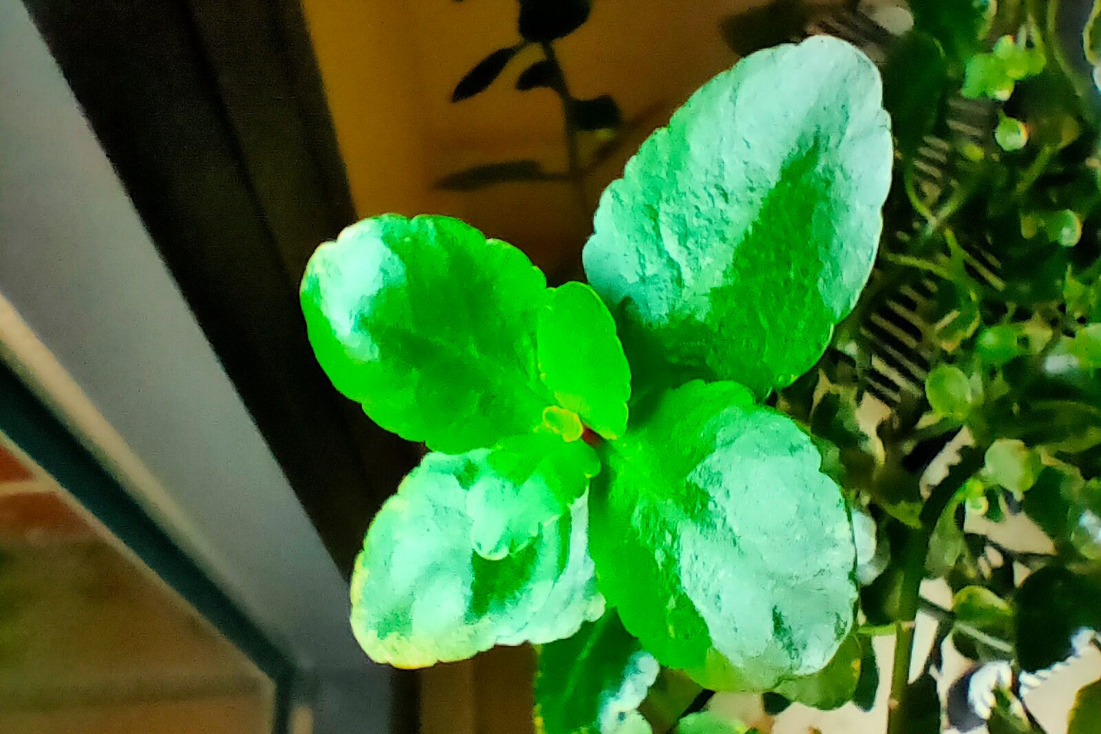 revision realme 5 pro review sample images mv dtes 15 mv20