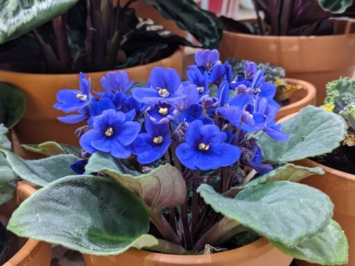 pixel 4 4xl primeras impresiones z2x1q1dt