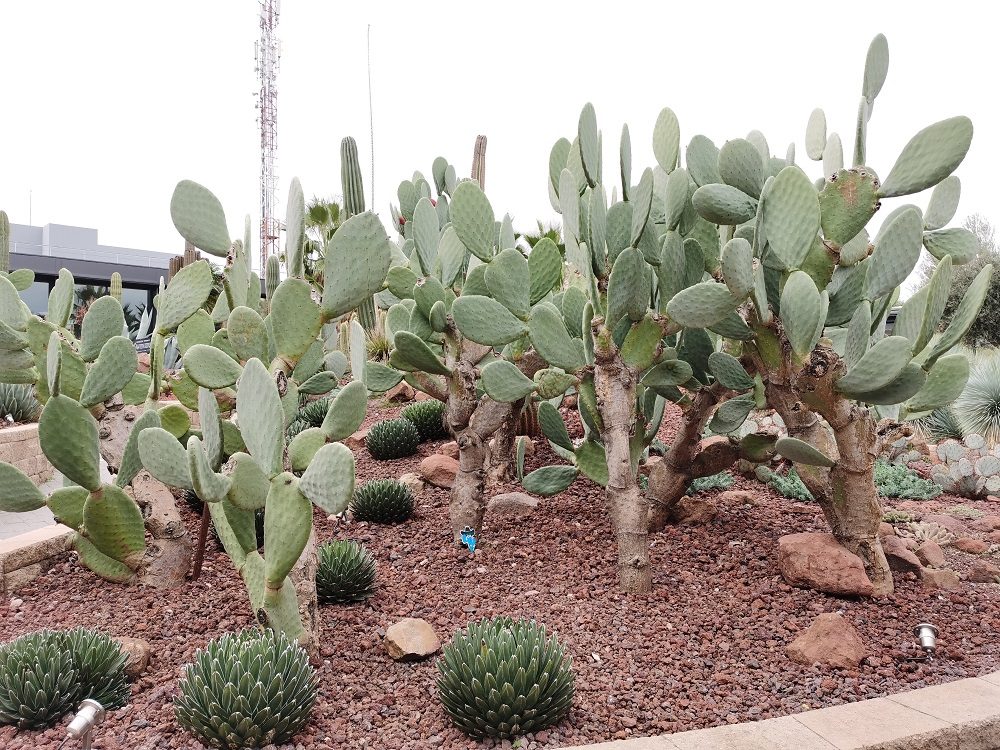 revision mate 30 pro foto huawei