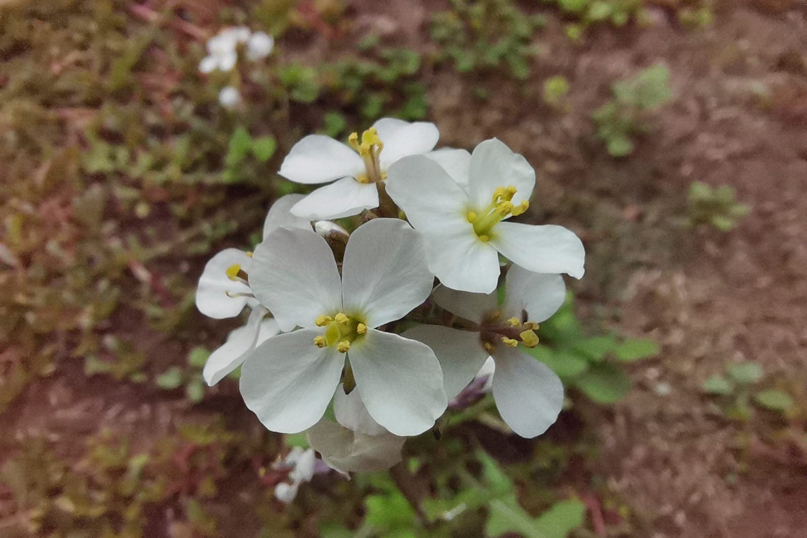 fotos del Huawei Nova 5T