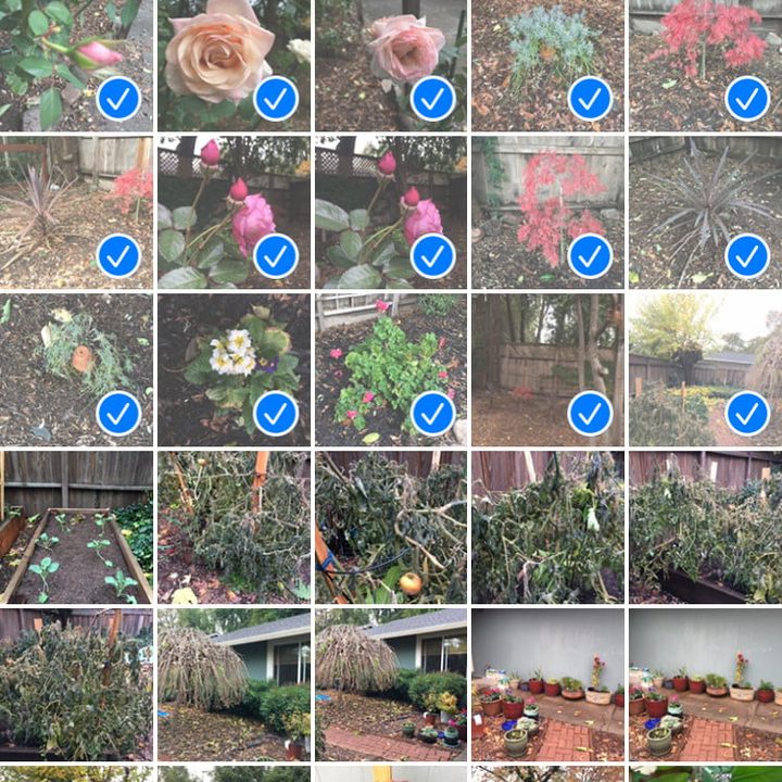 Fotos seleccionadas de la galería de imágenes de iPhone