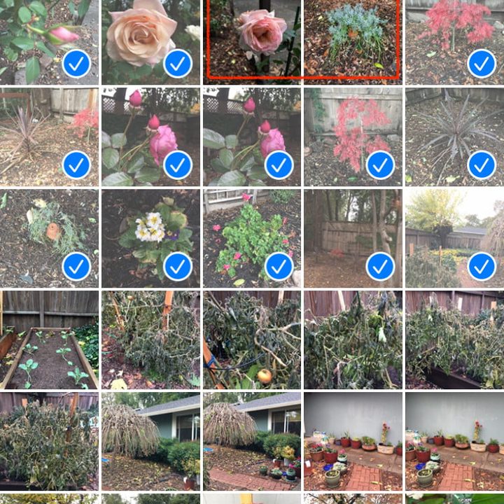 Fotos seleccionadas de la galeria de imágenes de iPhone