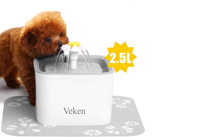 Perro tomando agua de una fuente