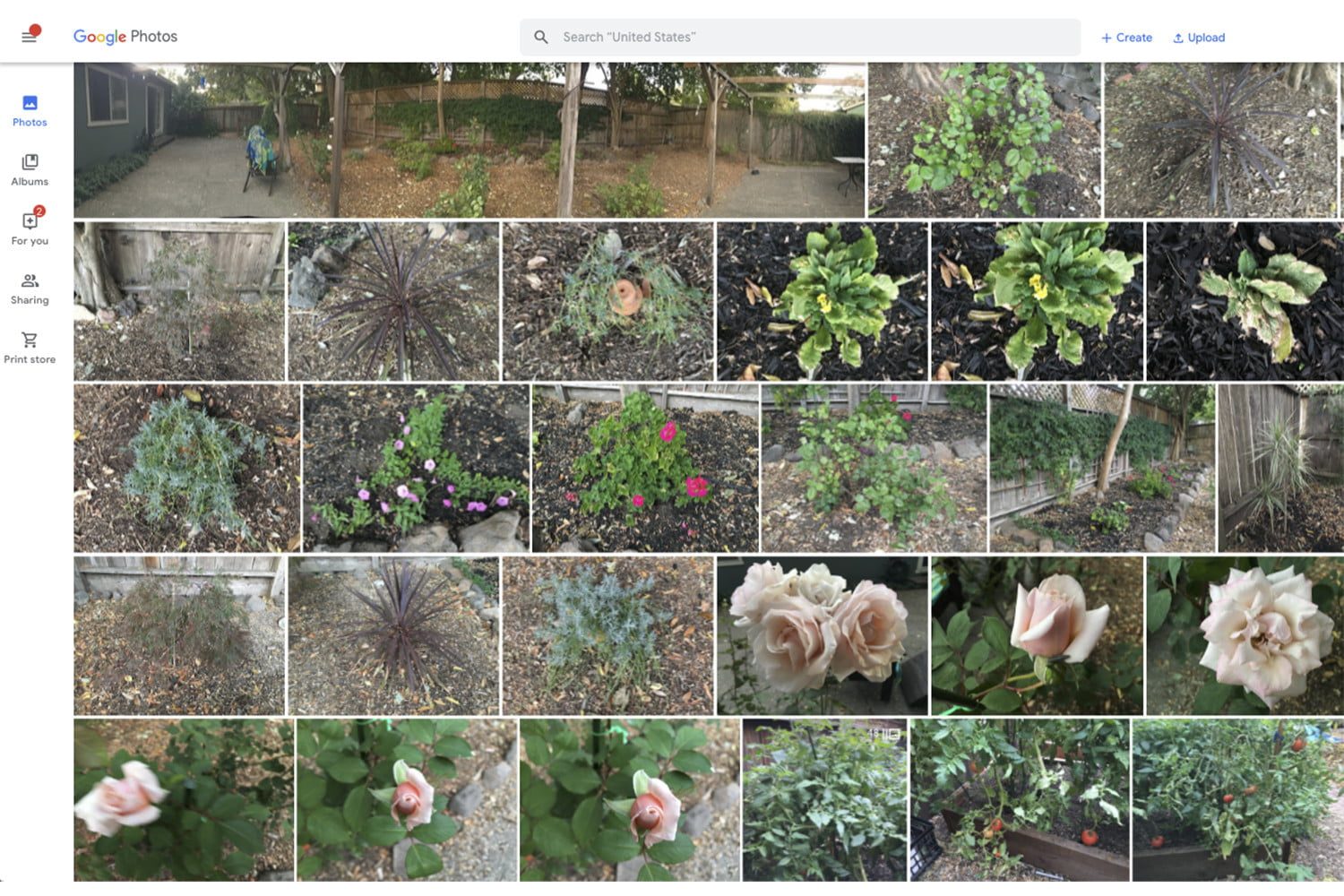 Aplicación de escritorio de Google Photos