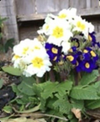 usar tu apple watch 17 camview4 610x742