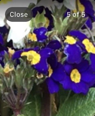 usar tu apple watch 18 camview2 2 610x742