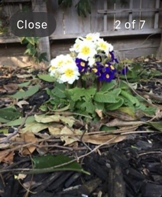 usar tu apple watch 19 camview3 610x742