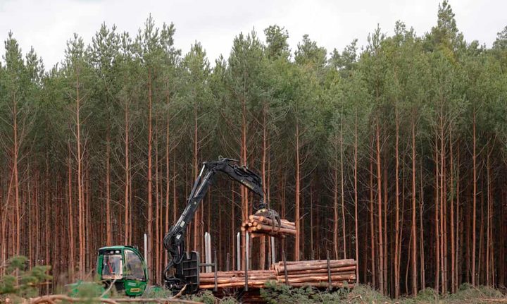 Tesla tala de árboles en Alemania