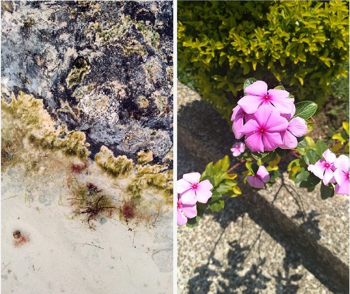 Flores rosas y hierbas marinas