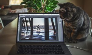 un gato mira photoshop