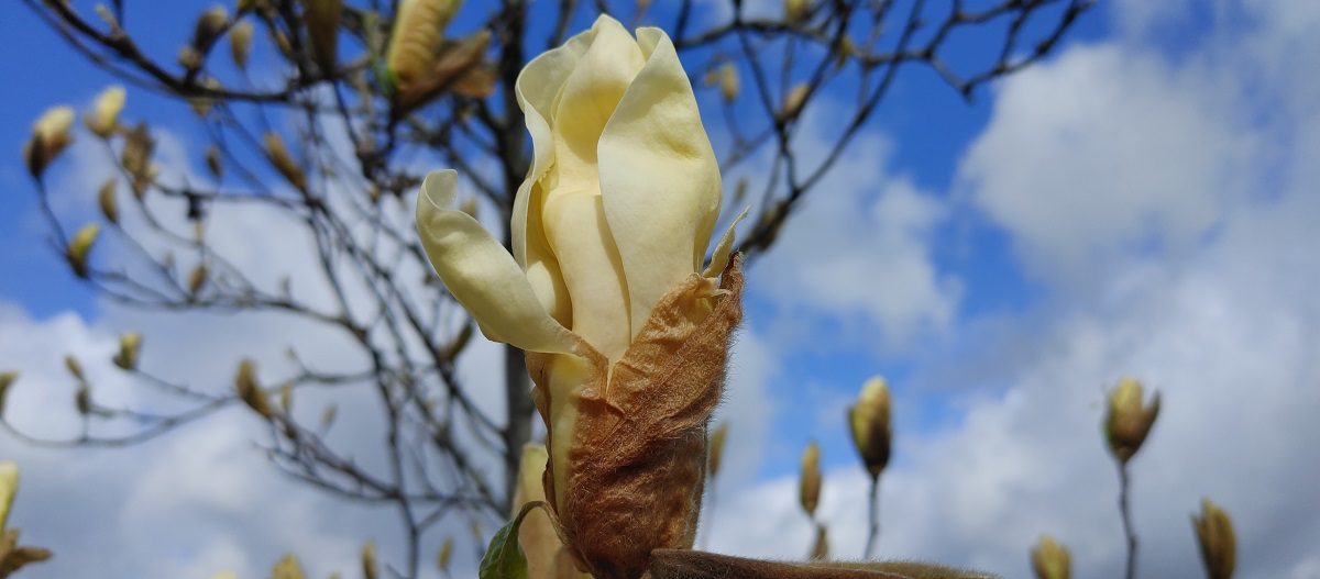 capullo de flor blanca