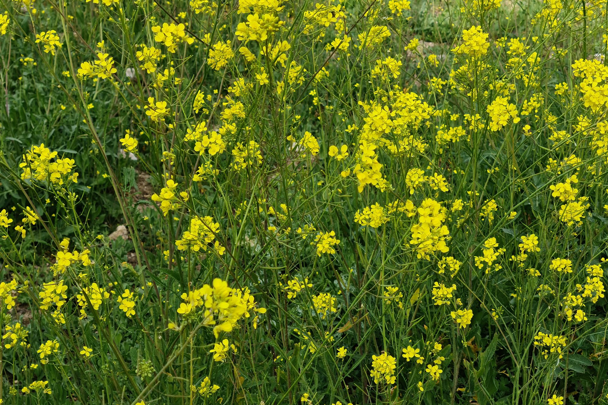 foto galaxy s20 plus flores