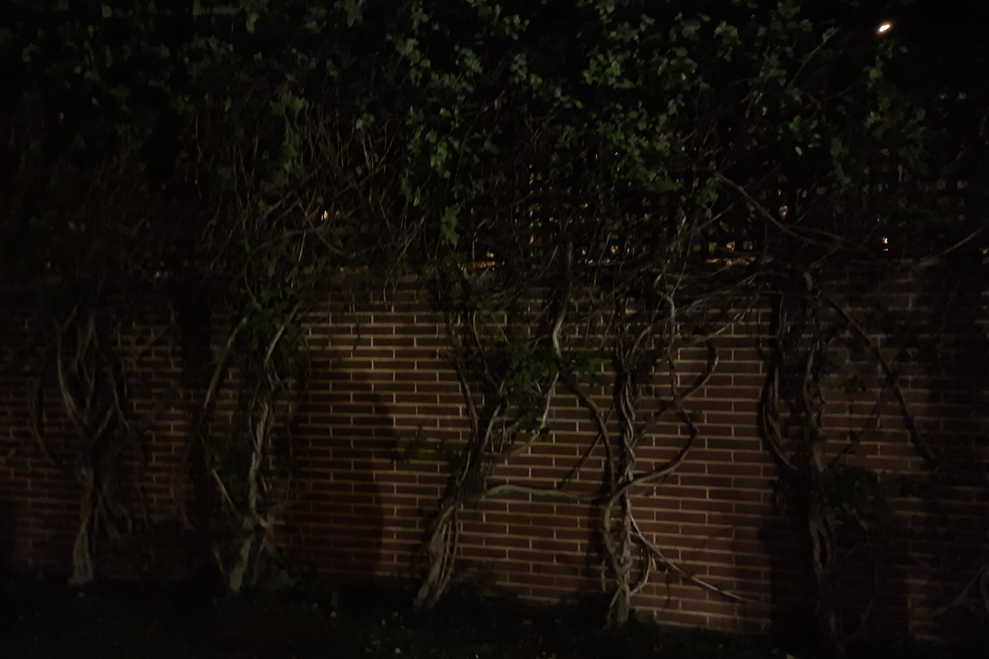 foto galaxy s20 plus modo normal