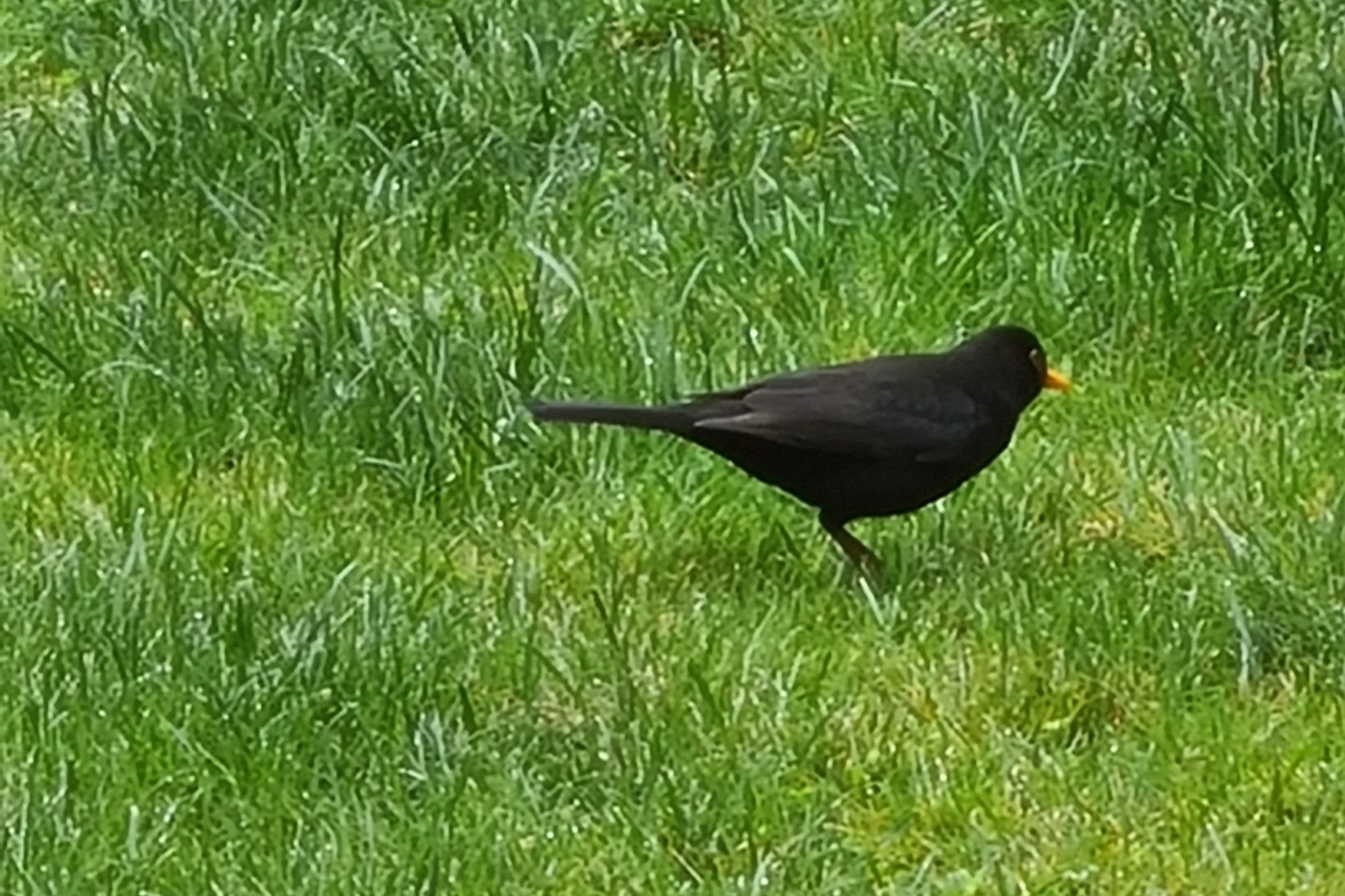 foto galaxy s20 plus zoom 3x