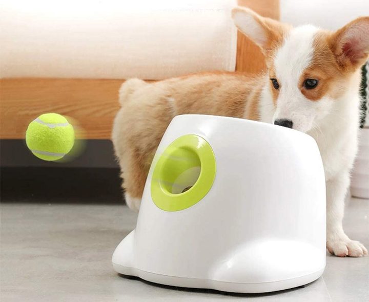 Perro usando un lanzador de pelotas