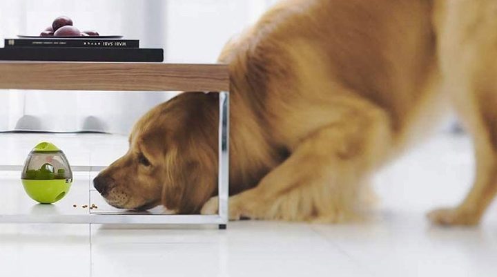 Dispensador de comida para perros