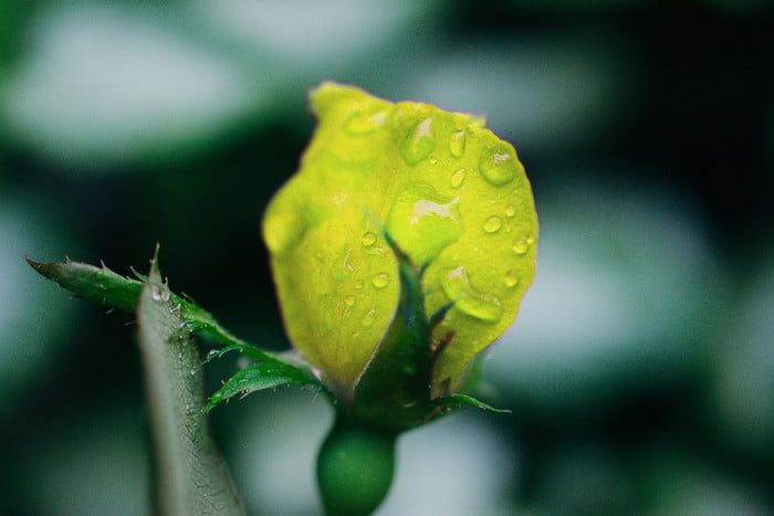 Aprendiendo a cambiar el color de un objeto en Photoshop, de muestra una rosa color verde