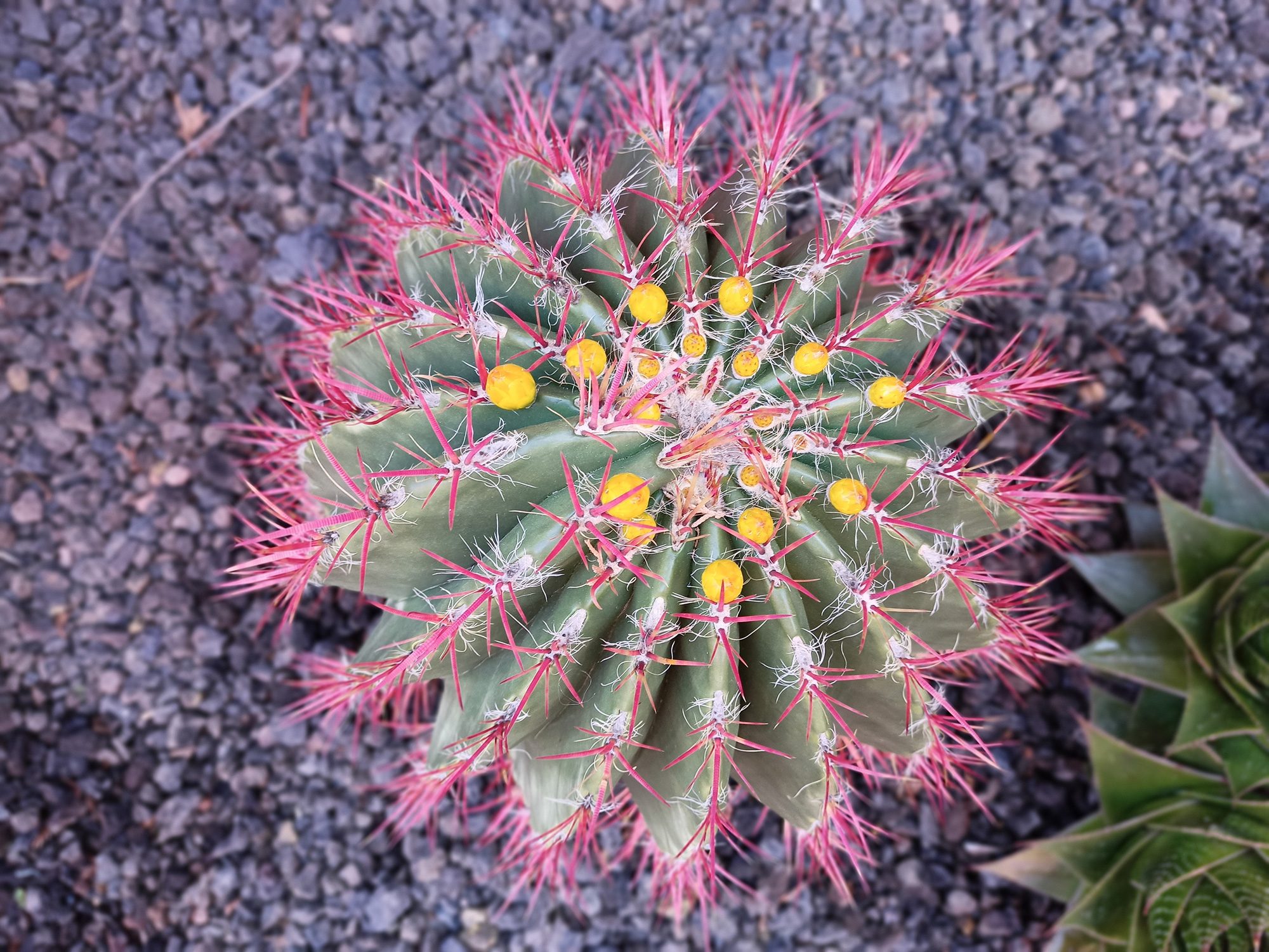 revision realme 6 foto modo efecto bokeh