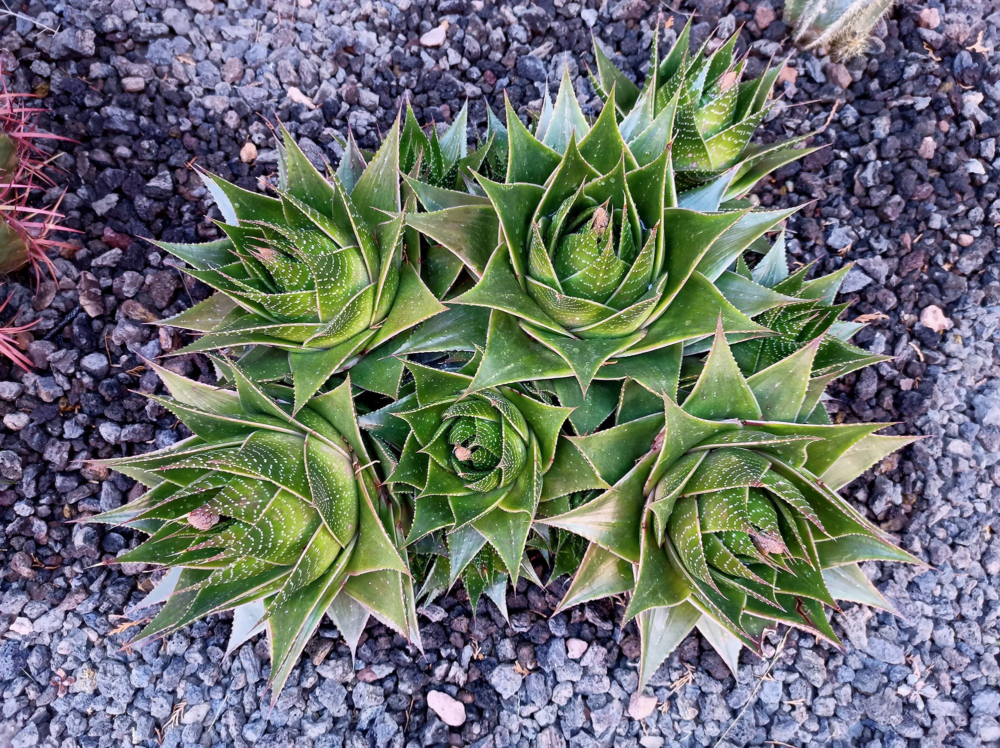 revision realme 6 foto