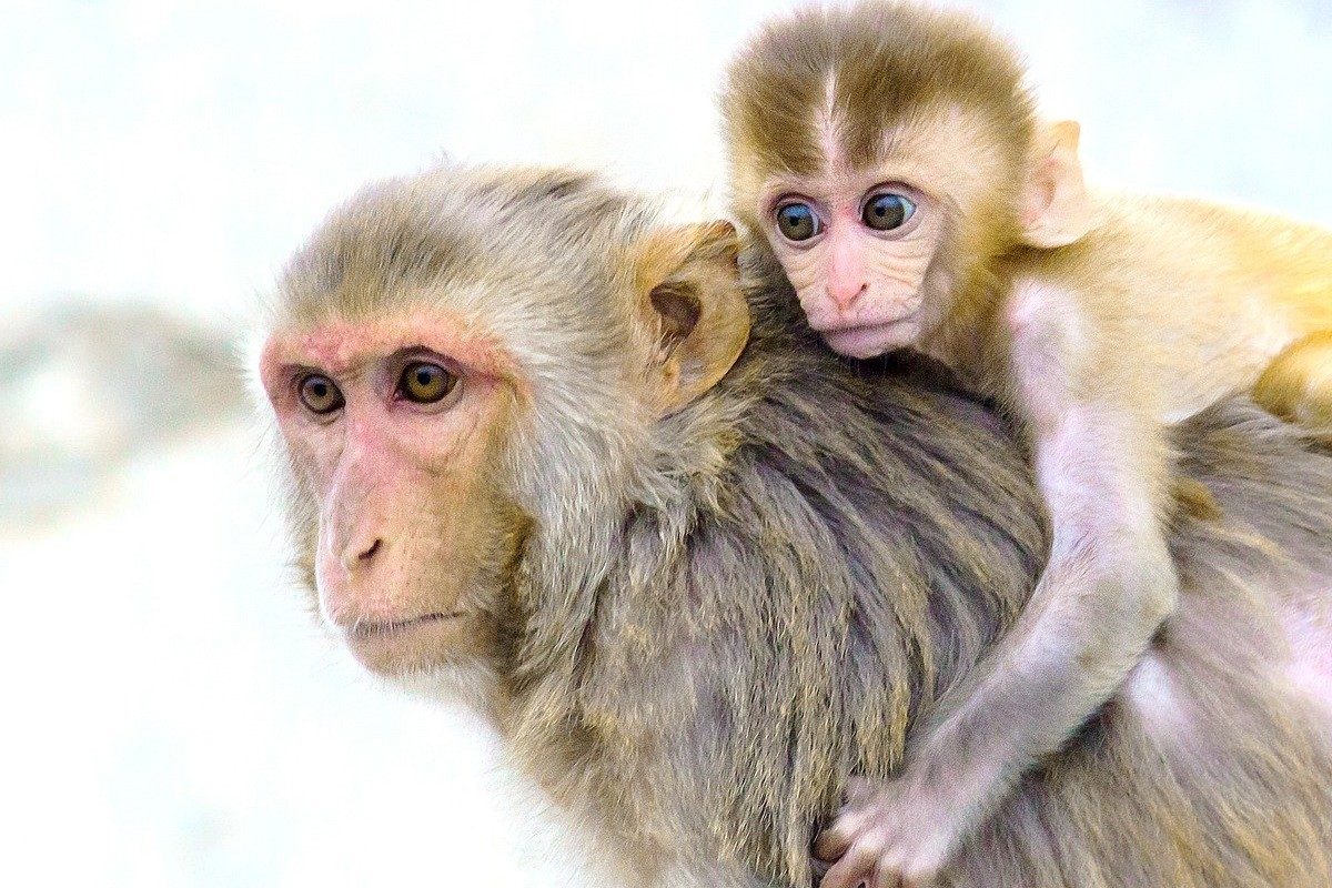 Vacuna de la Universidad de Oxford da esperanzadora señal