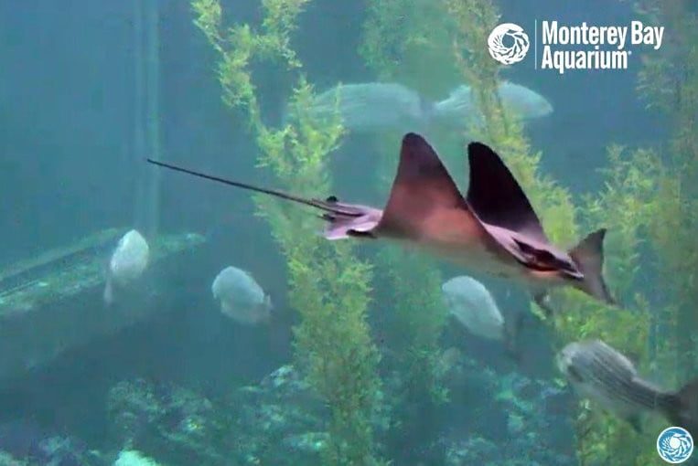 Tour virtual en el Acuario de Monterey Bay
