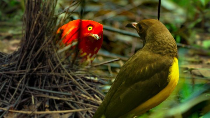 un pájaro rojo y otro amarillo