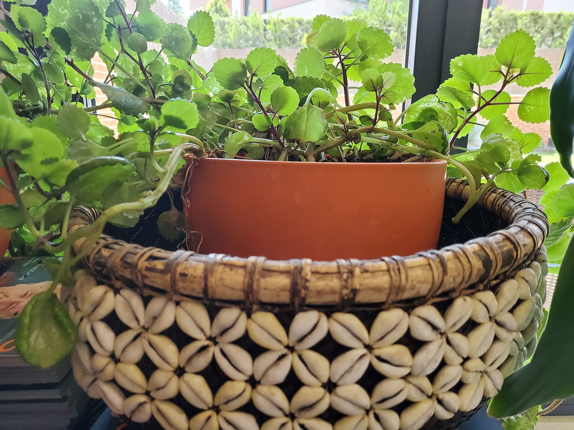 revision samsung galaxy z flip foto 2