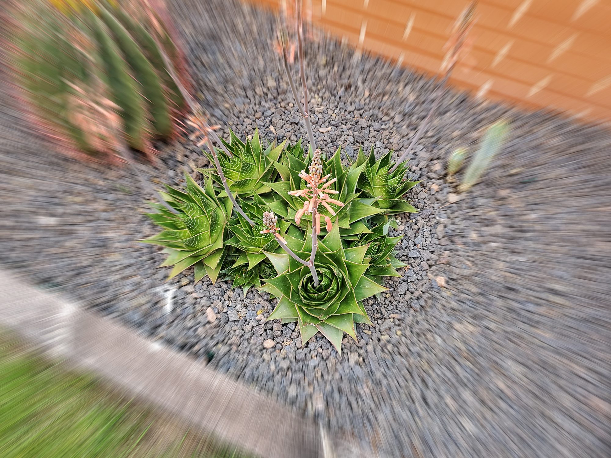 revision samsung galaxy z flip foto modo retrato desenfoque espiral