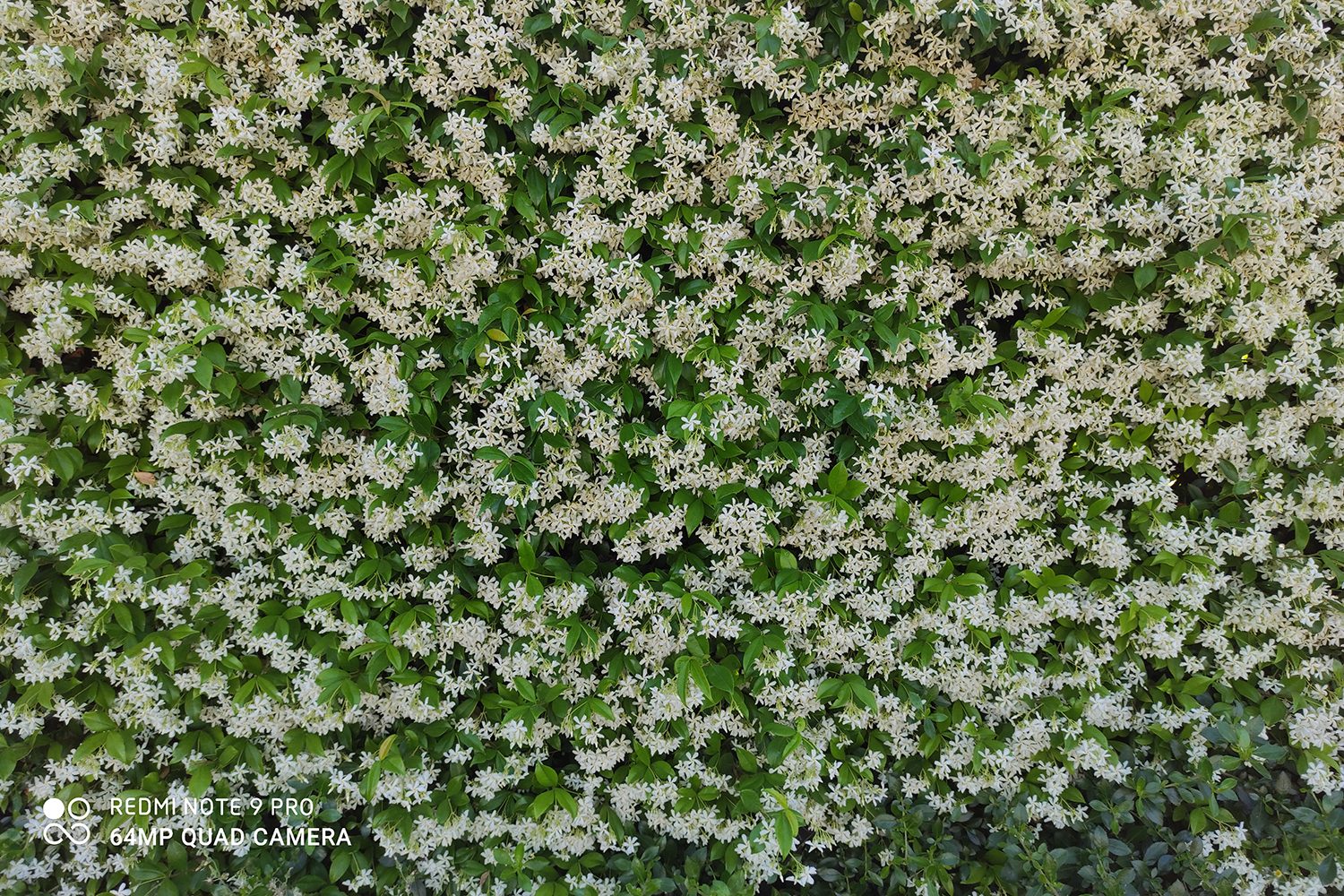 revision redmi note 9 pro foto 64mp