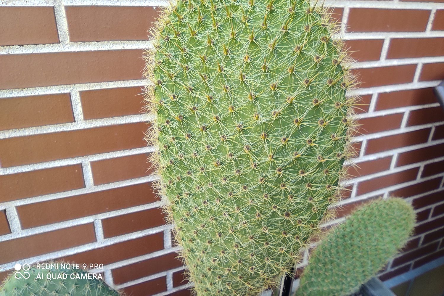 revision redmi note 9 pro foto modo macro 2