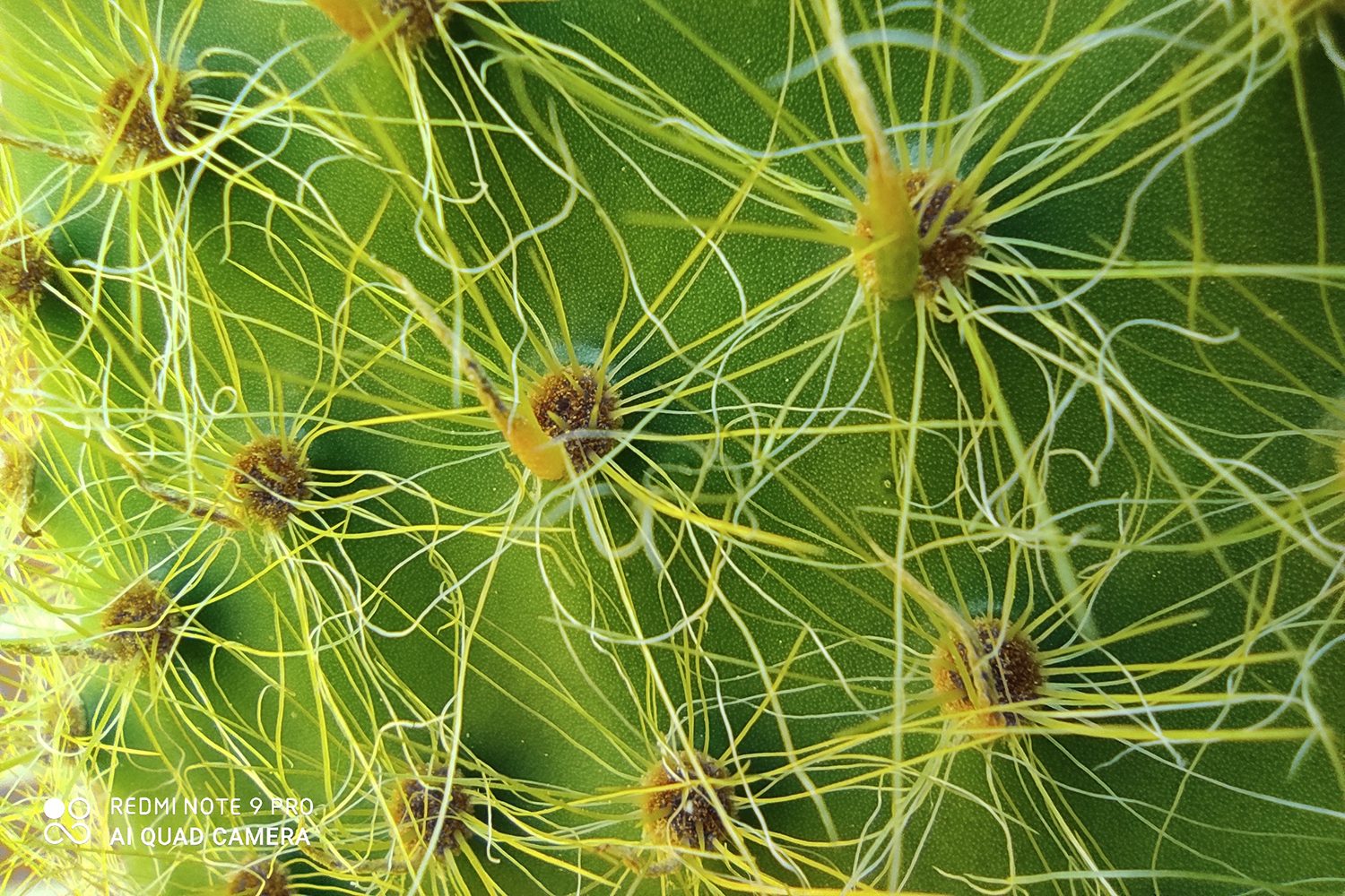 revision redmi note 9 pro foto modo macro