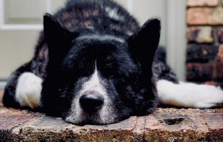 perro Akita durmiendo