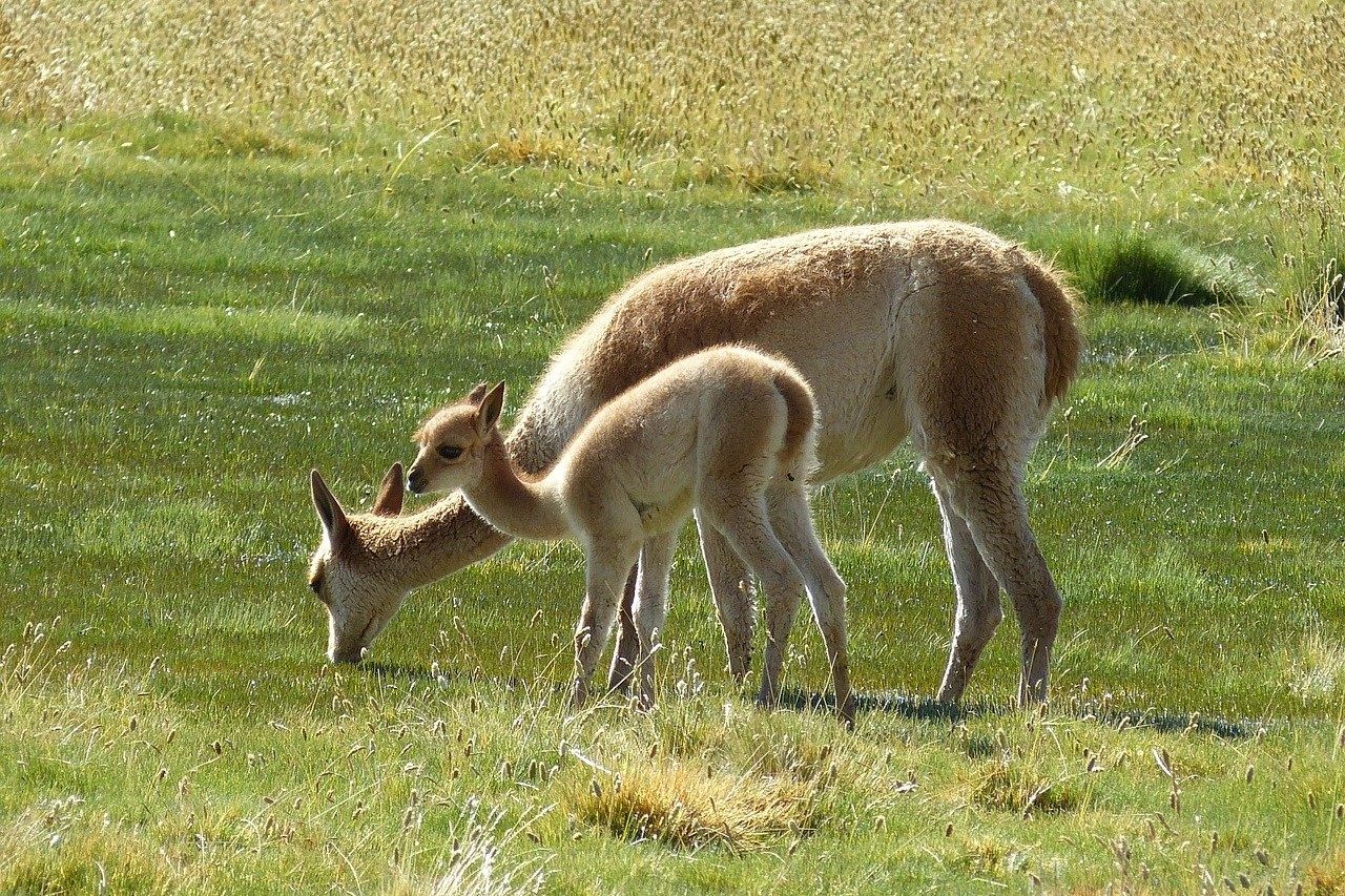 Anticuerpos de las llamas serían clave contra el COVID-19