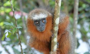 La próxima pandemia estaría incubándose en América Latina