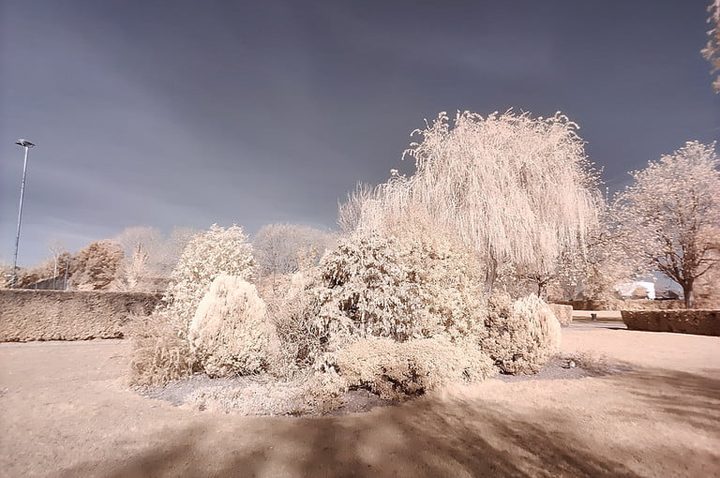 Filtro de color en una foto con árboles tomada con OnePlus 8 Pro