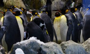 Descubren que heces de Pingüino crean gas de óxido nitroso