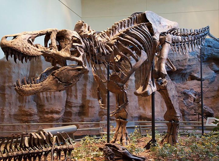 El Tiranosaurio Rex no podía correr, según investigación