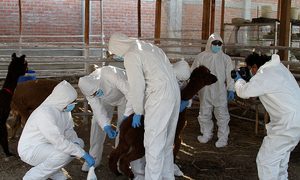 alpacas coronavirus