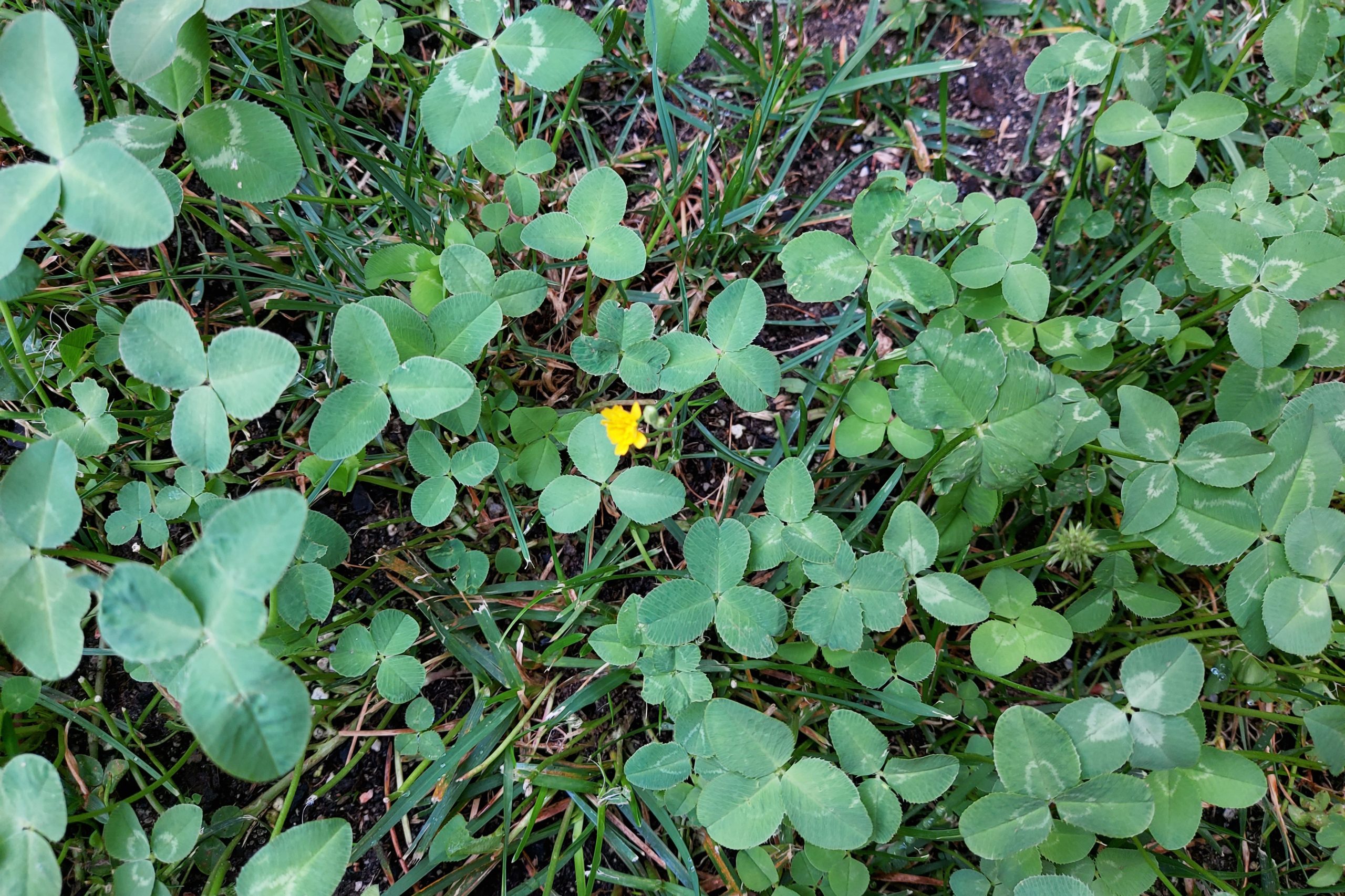 revision galaxy s10 lite foto 2