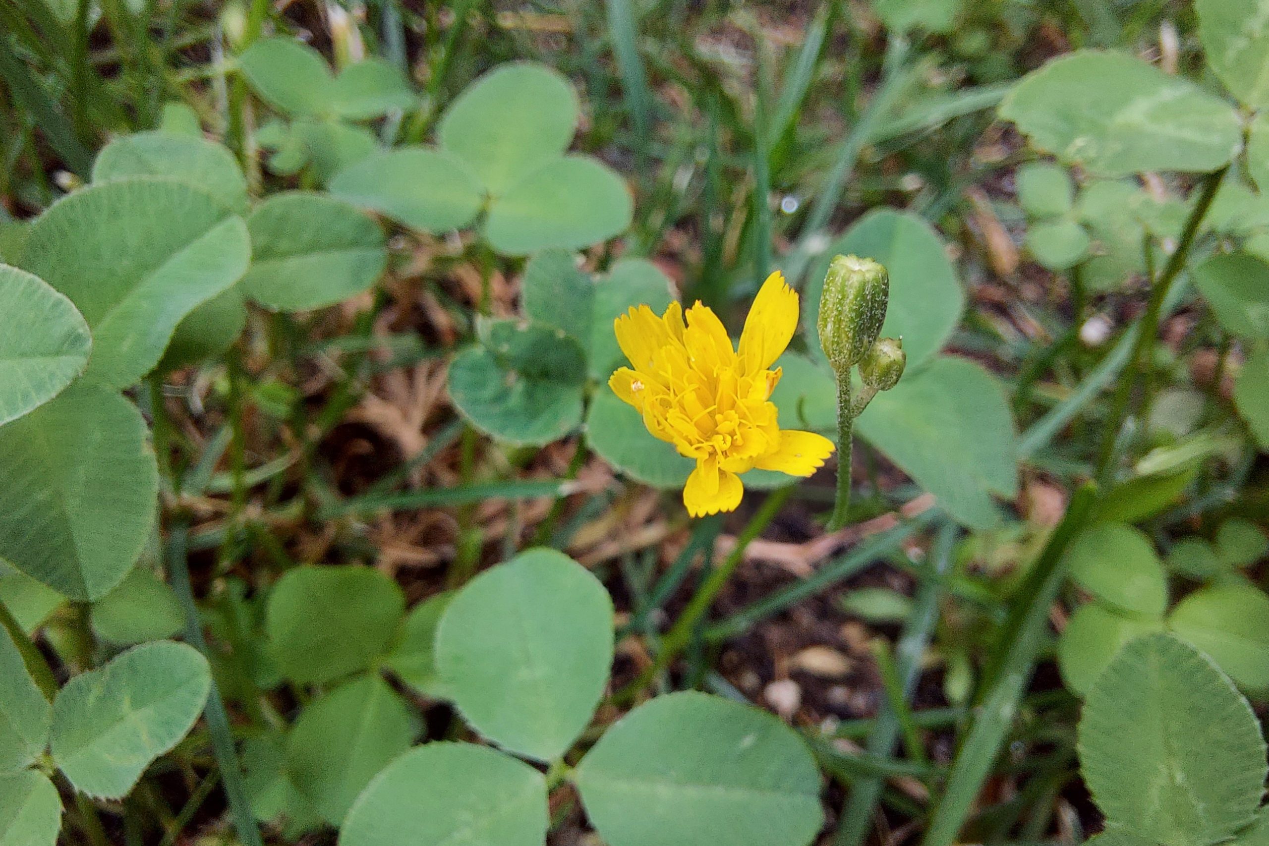 revision galaxy s10 lite foto modo macro 2