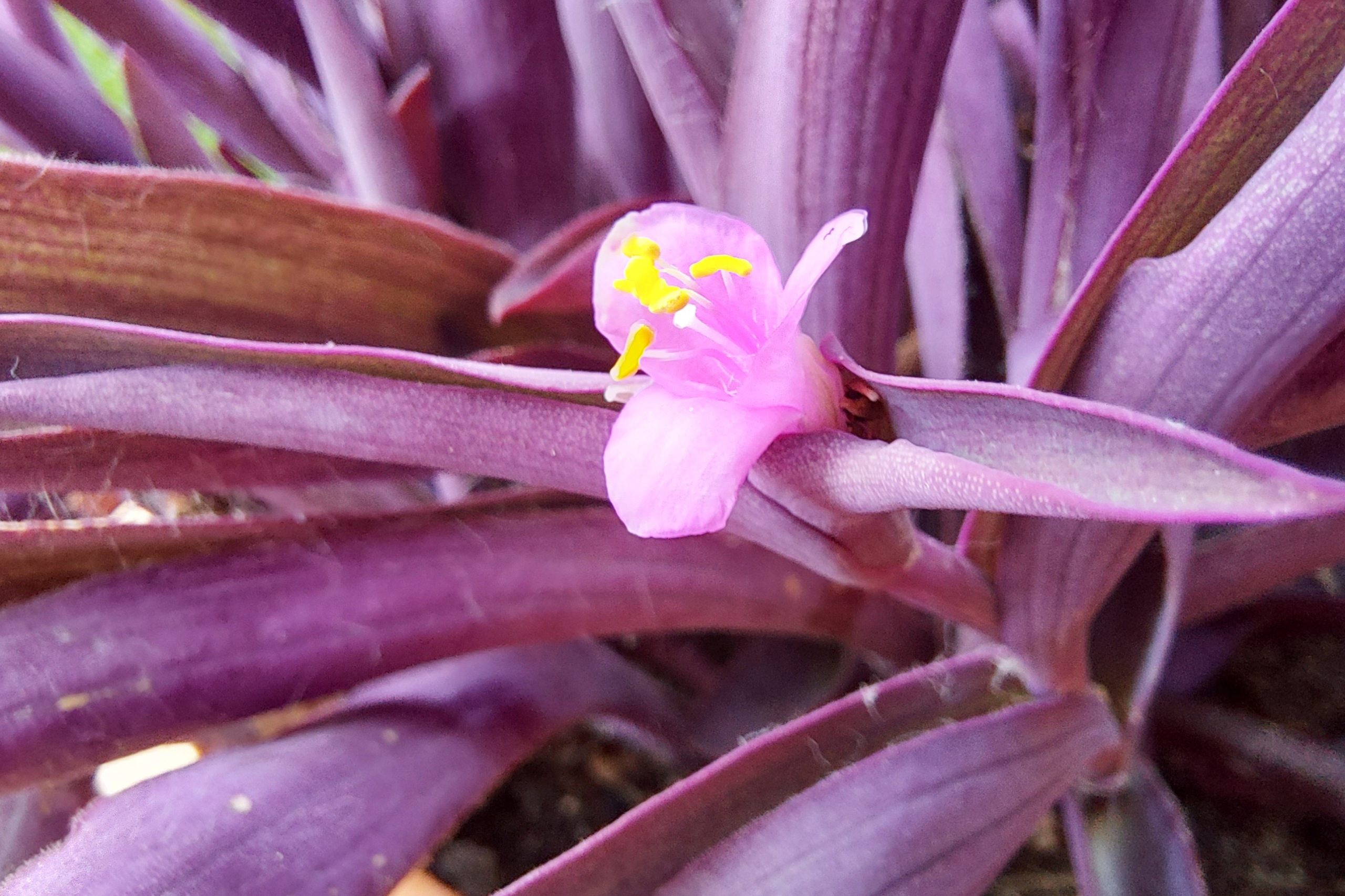 revision galaxy s10 lite foto modo macro