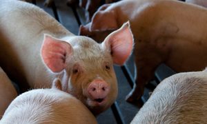 Celebran exitosa prueba en cerdos de vacuna contra COVID-19