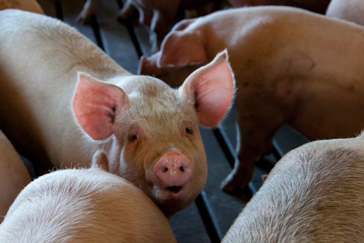 Celebran exitosa prueba en cerdos de vacuna contra COVID-19