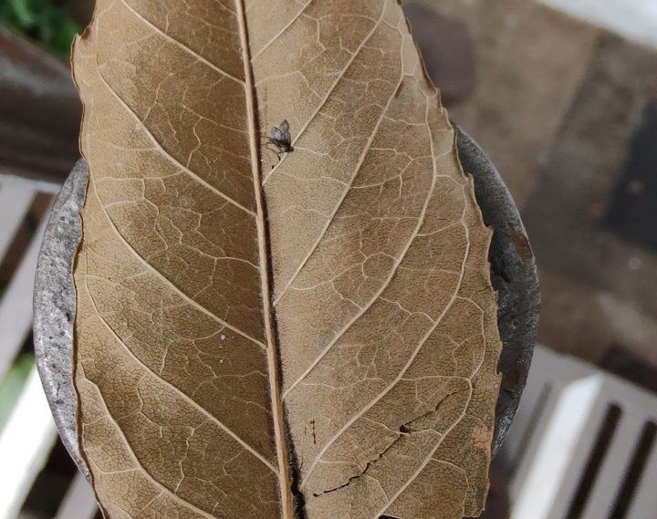 Detalle de la cámara del Moto Edge Plus.