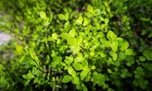 por que plantas son verdes