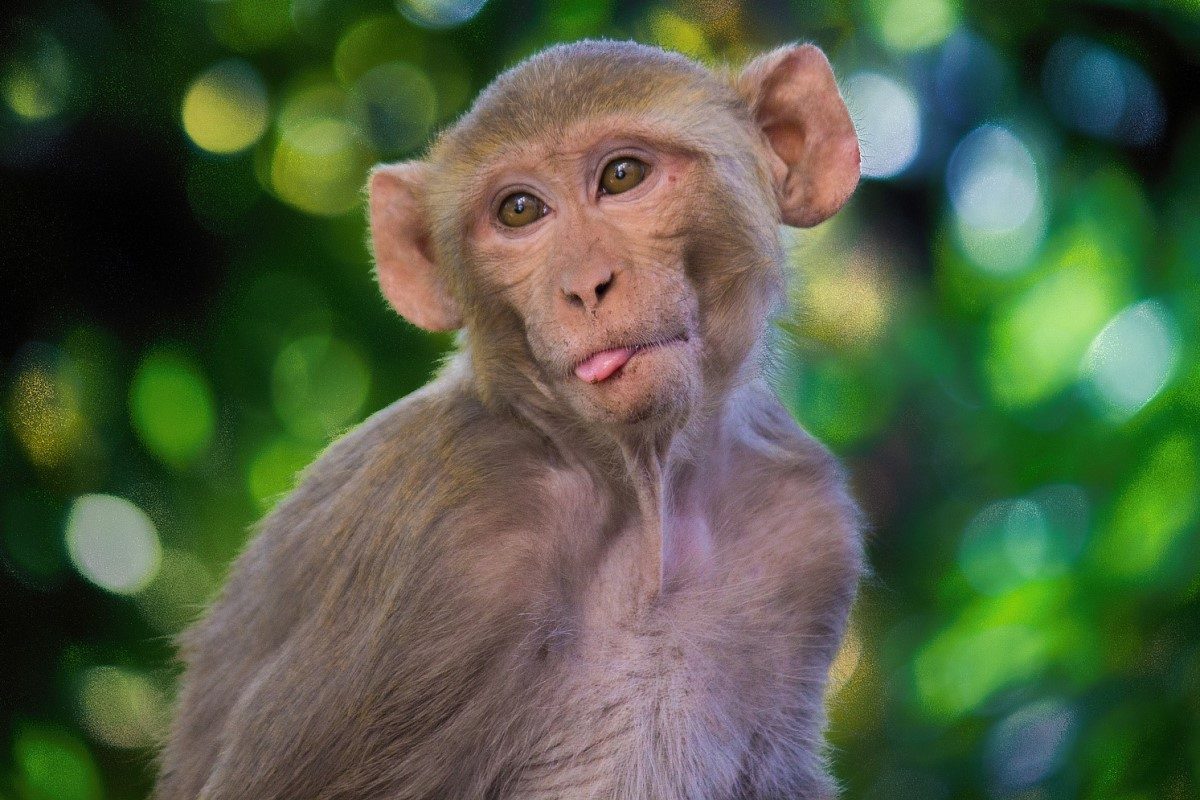 COVID-19: antiviral resulta efectivo en pruebas con animales